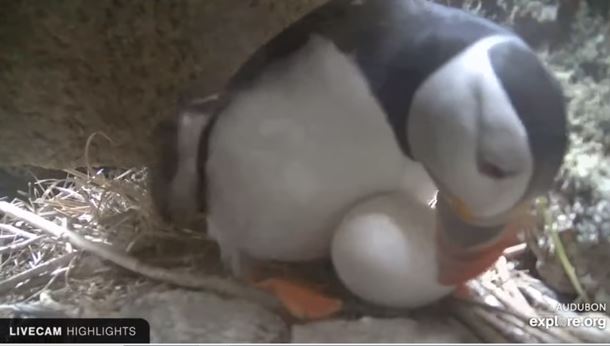 Puffin in her nest using her beak to gently adjust her egg.