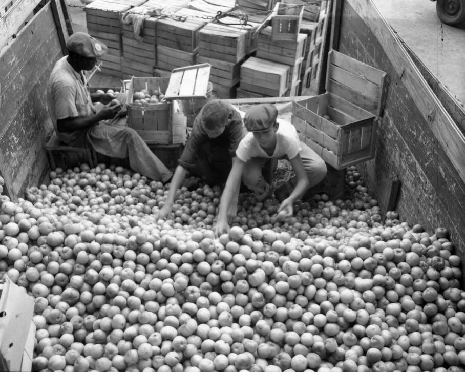 Boxing Tomatoes at the State Farmers' Market, 1957