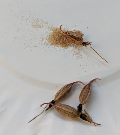 3 intact half-inch long brown seed pods and 1 open seed pod with a pile of dust-like seeds