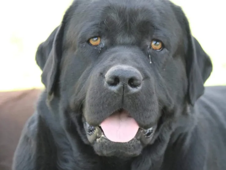 Large black dog with light brown eyes facing camera with mouth half open. 