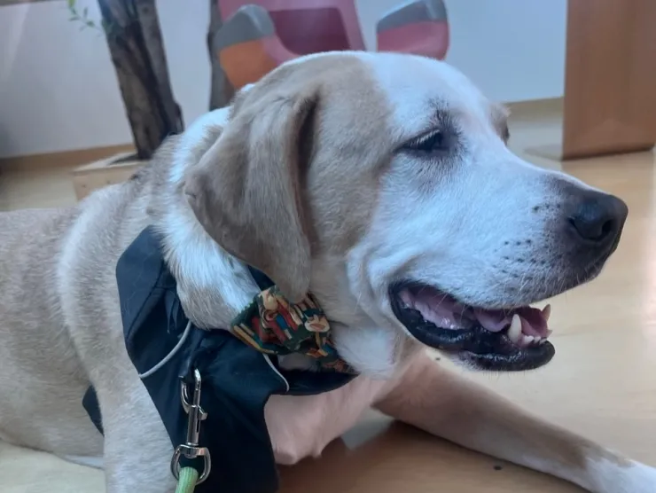 Image of therapy dog, McDuffie who sits on a wooden floor.  He is a tan and white medium-sized dog.  He wears a harness and leash.  