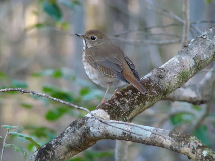 Photograph by Christian Feldt.  Image of a Hermit Thrush, a small North American songbird sitting on a branch.  The bird appearssomewhat camouflaged because of its brown and grey feathered back.  It does have a white breast with brown flecks.  