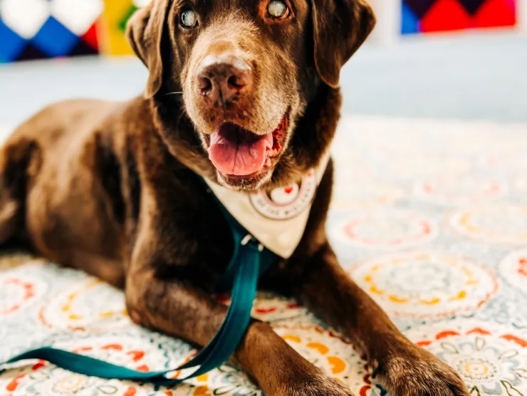 Therapy dog chocolate lab