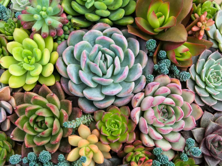 Succulents arranged around each other