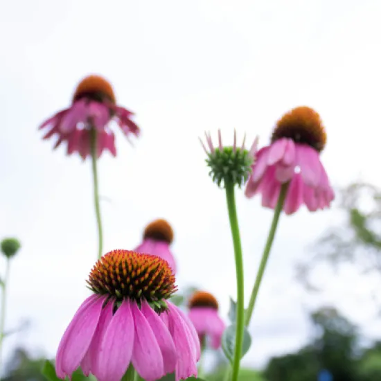 Purple cone flowers reach for an almost cloudless sky