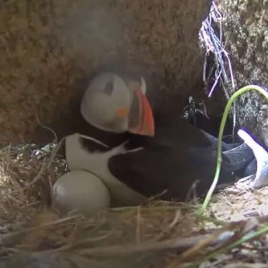 Photo of puffin sitting with her egg in her nest in a protective rock burrow