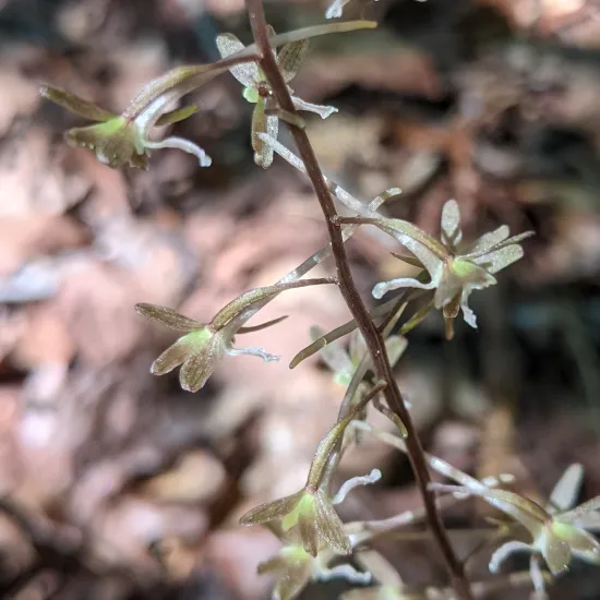 Crane-Fly Orchid flowers - several small nondescript greenish flowers alternating along a single stalk with no leaves