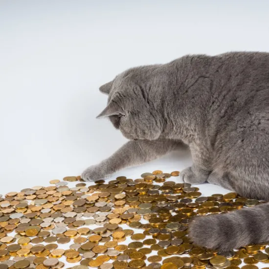 Cat playing with coins