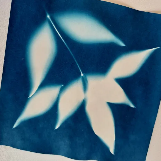 Cyanotype image of Nandina leaves