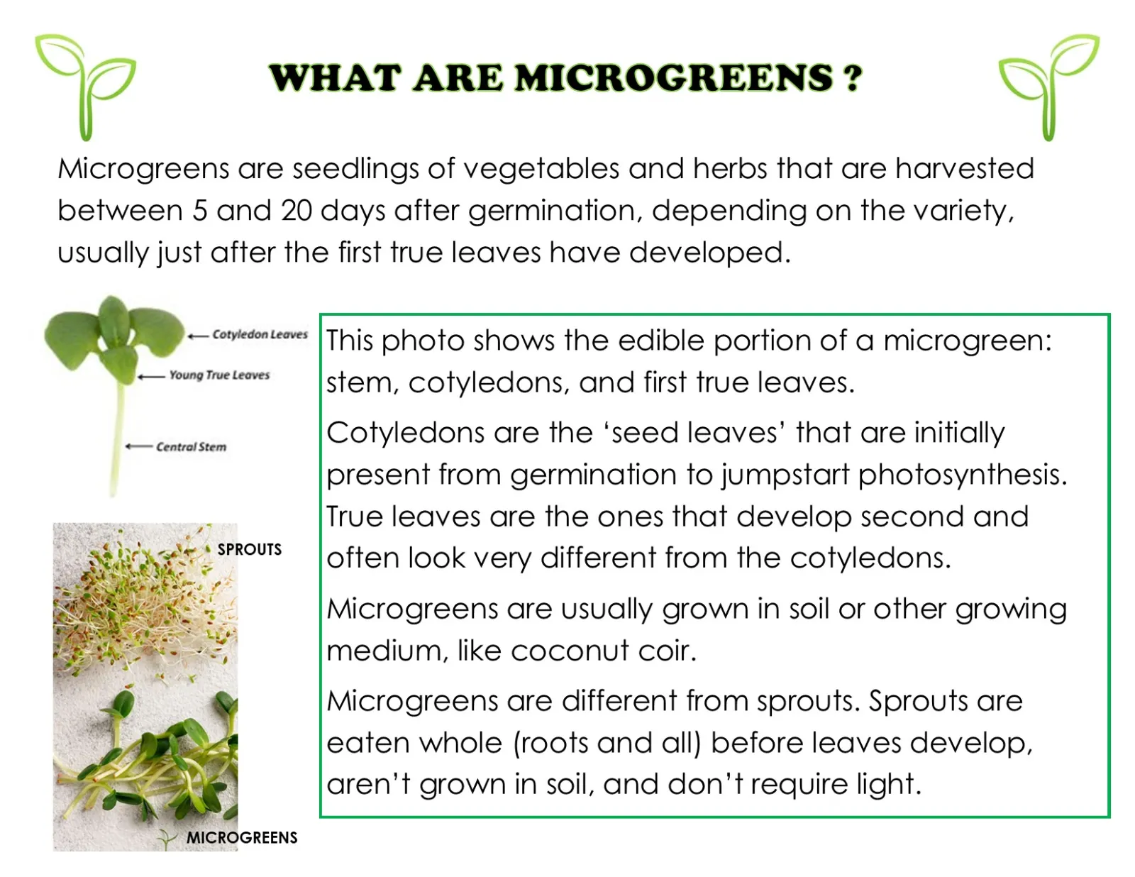 This is a wall of text about what microgreens are