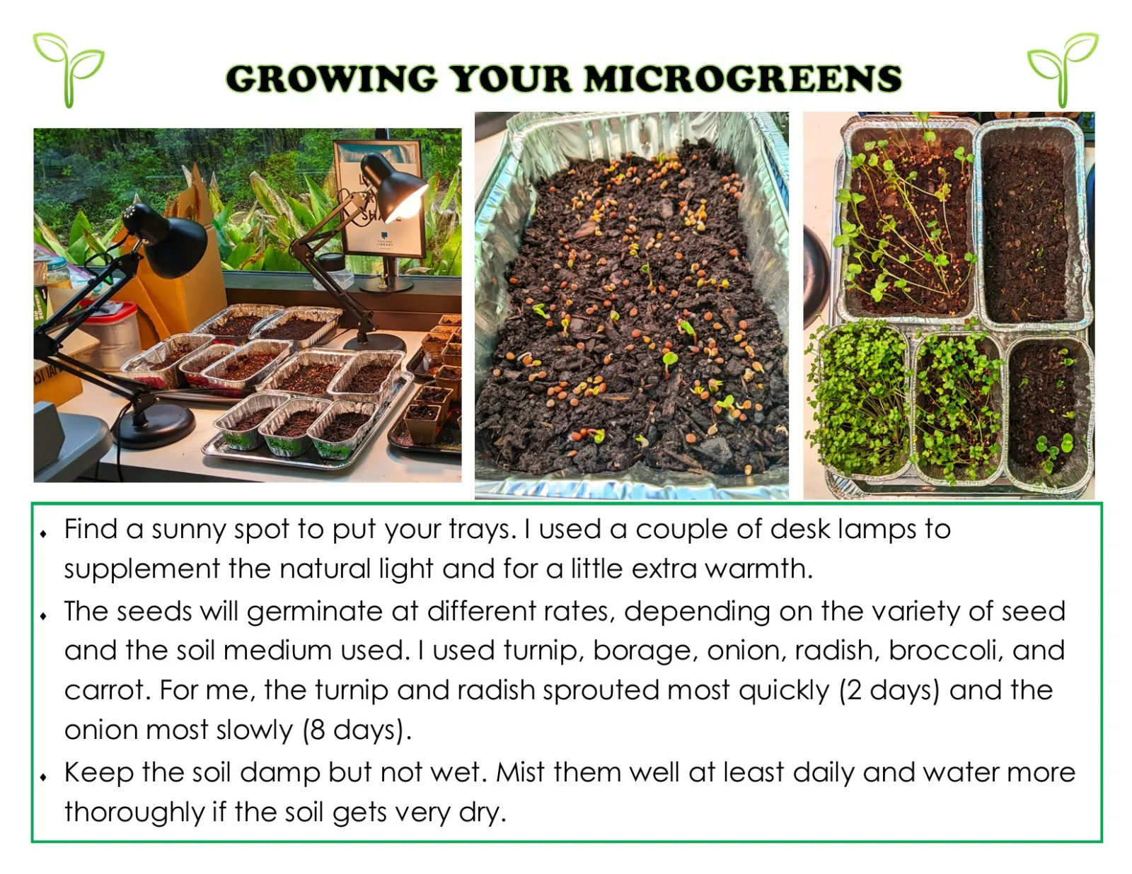 This is a wall of text about growing and caring for microgreens