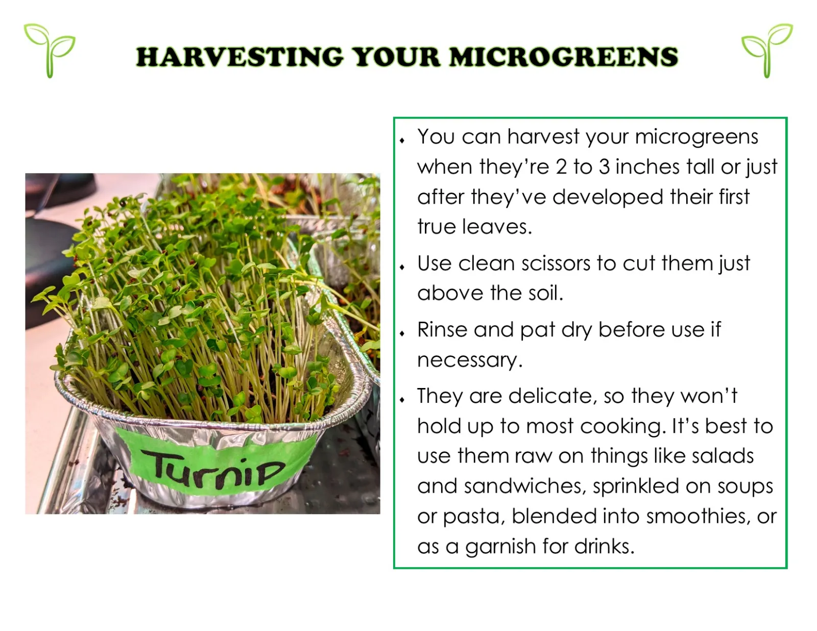 This is a wall of text about harvesting and using microgreens