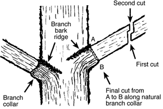 Removing Large Tree Branches