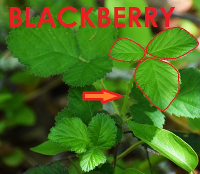 Photo of a blackberry plant where the leaves are outlined in red 