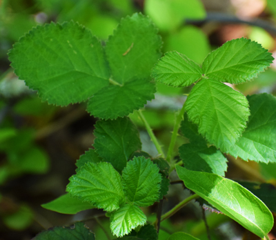 Photo of a three leaved thorny plant: blackberry