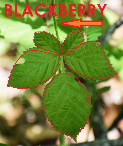 Photo of blackberry with its leaflets outlined in red
