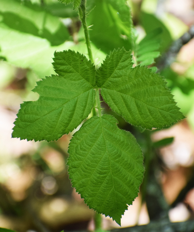 Photo of a three leaved thorny plant: blackberry