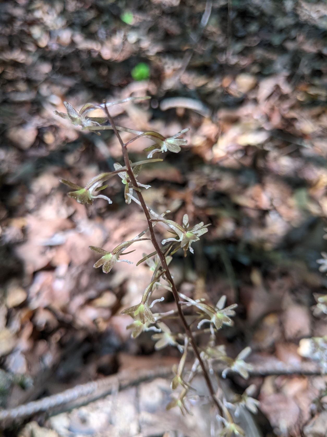 Crane-Fly Orchid flowers - small, greenish flowers on a leafless stalk