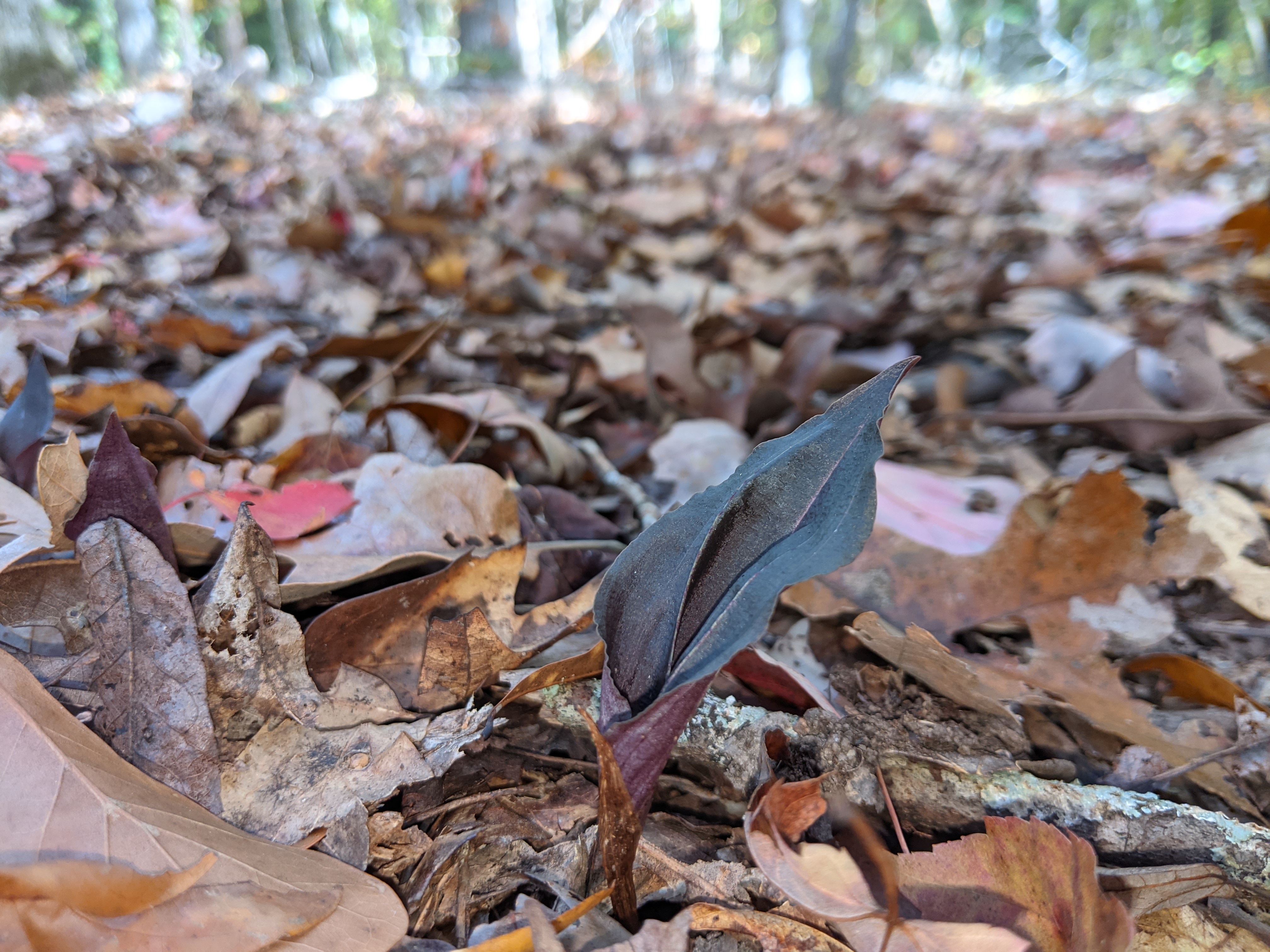 Crane-Fly Orchid leaf - a single purple leaf growing directly from the forest floor