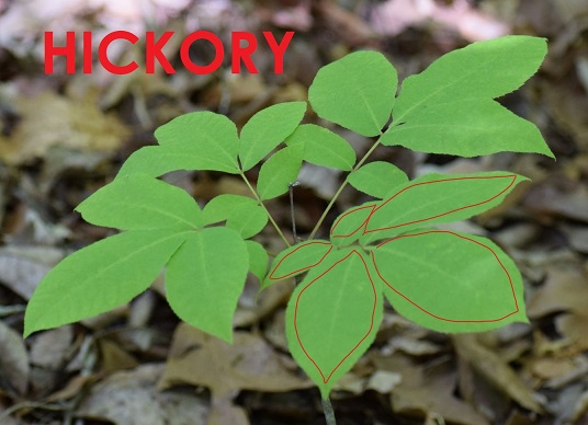 Photo of a hickory sapling with its leaves outlined in red