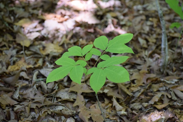 Photo of a five-leaved plant: hickory sapling
