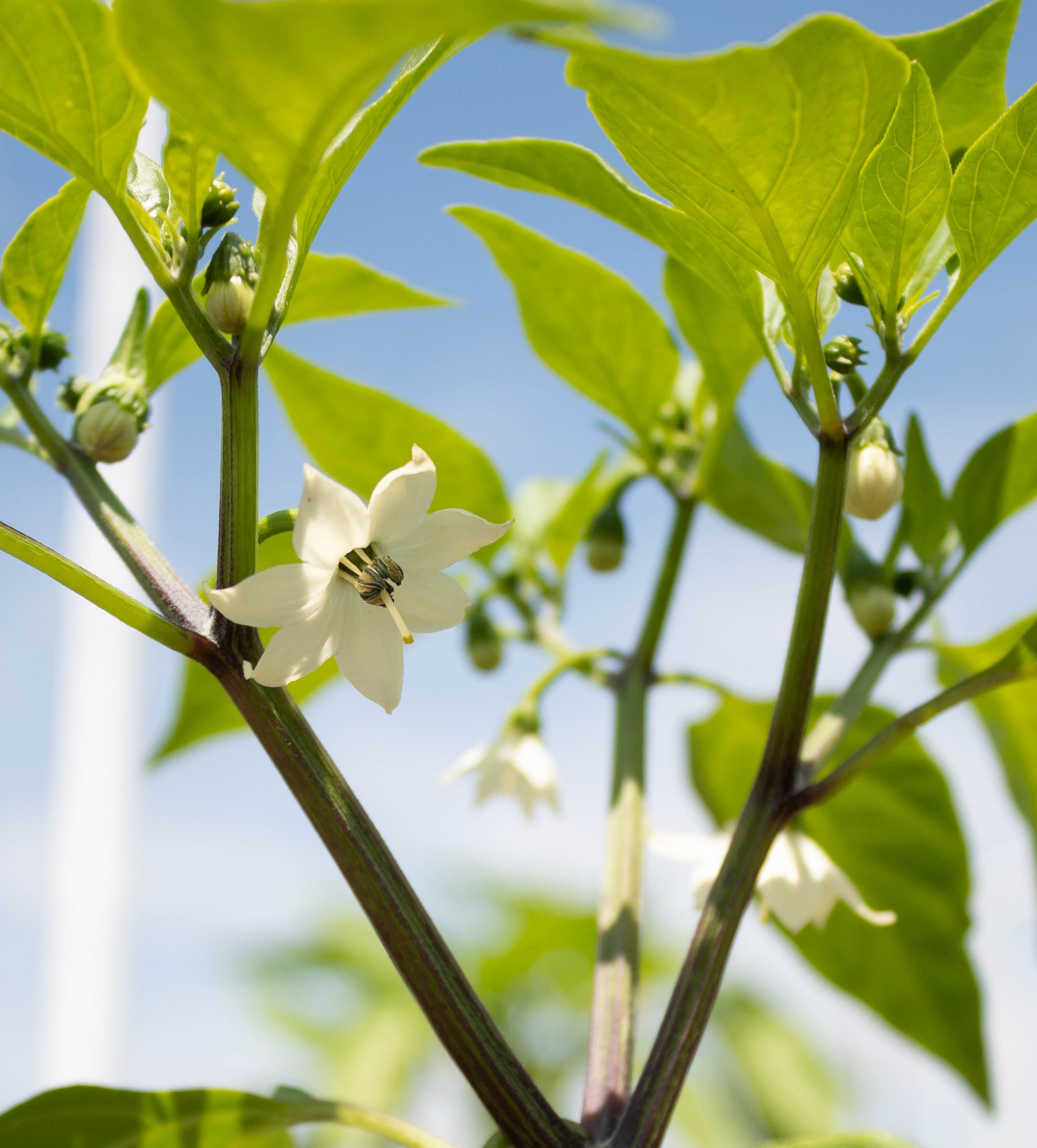 Jalapeno