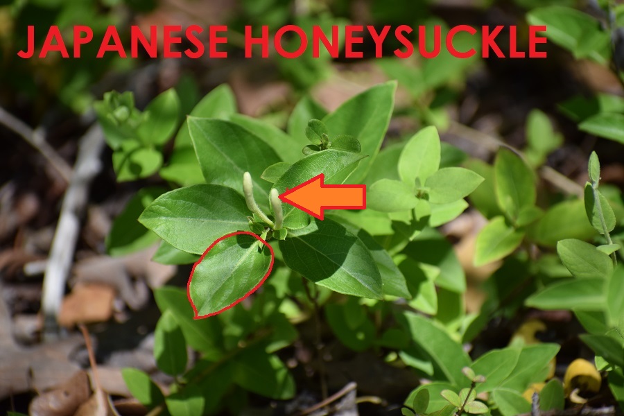 Photo of Japanese honeysuckle with its leaf outlined in red