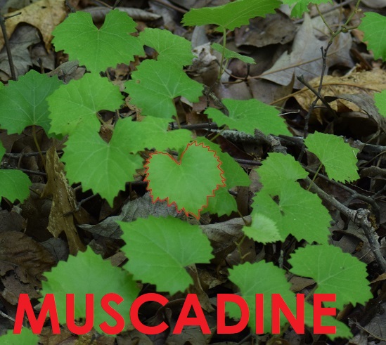 Photo of a muscadine vine with a leaf outlined in red