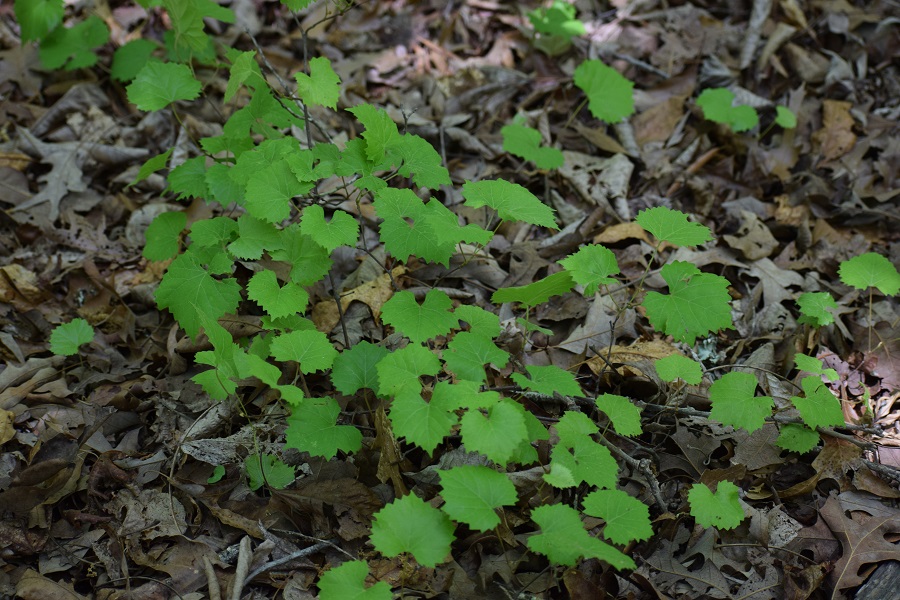 Photo of a plant with broad serrated leaves: muscadine
