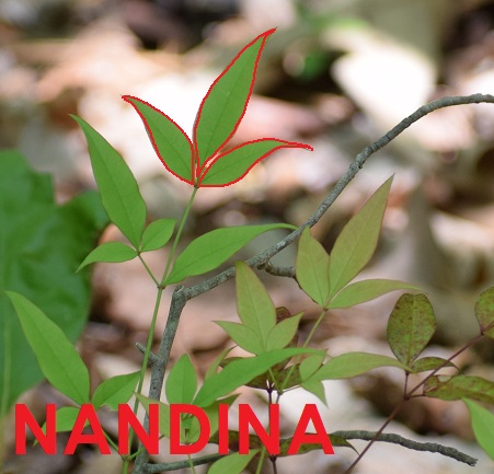 Photo of nandina with its leaves outlined in red