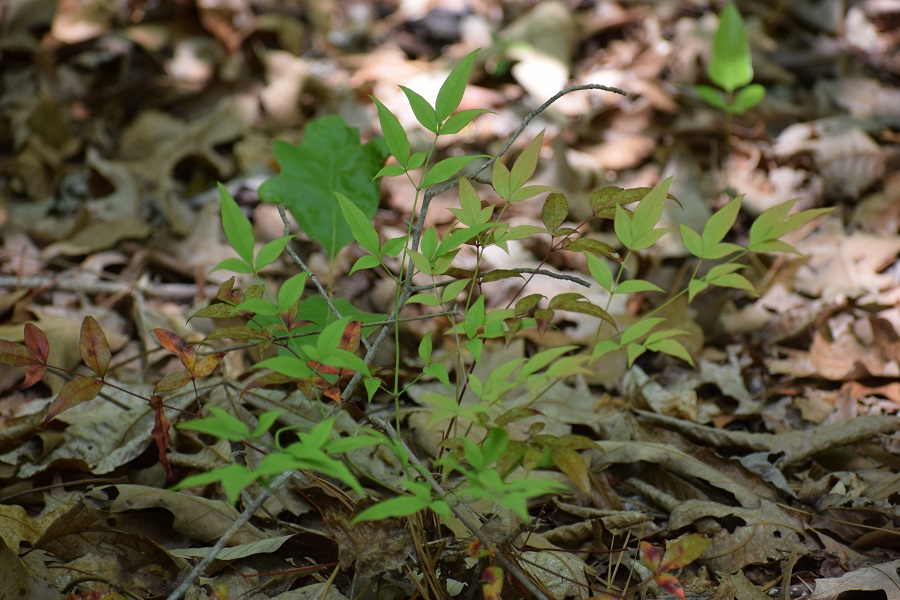 Photo of a plant with three pointed leaves: nandina