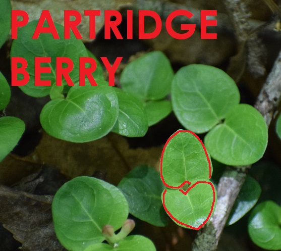 Photo of partridge berry with the leaves outlined in red