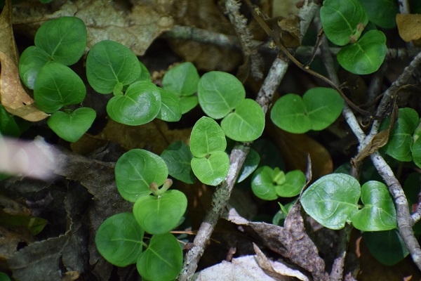 Photo of a low-growing plant with two leaves: partridge berry