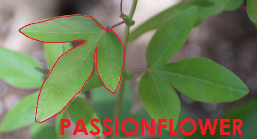 Photo of a passion flower vine with the leaf outlined in red