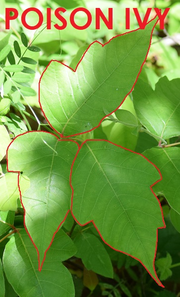 Photo of poison ivy with its leaflets outlined in red