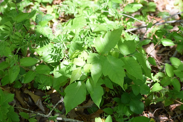 Photo of a plant with three leaves that have smooth edges: poison ivy