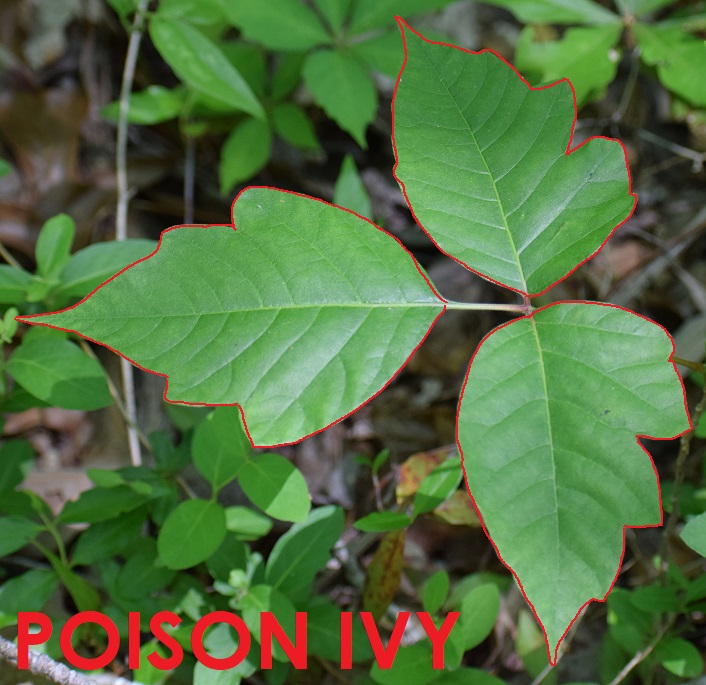 Photo of poison ivy with its leaflets outlined in red