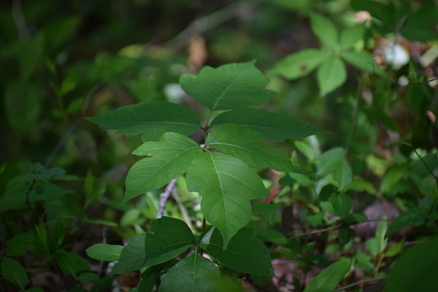 Photo of a plant with three leaves that have smooth edges: poison ivy