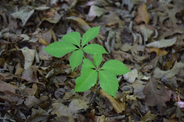 Photo of a plant with 5 leaflets: Virginia Creeper