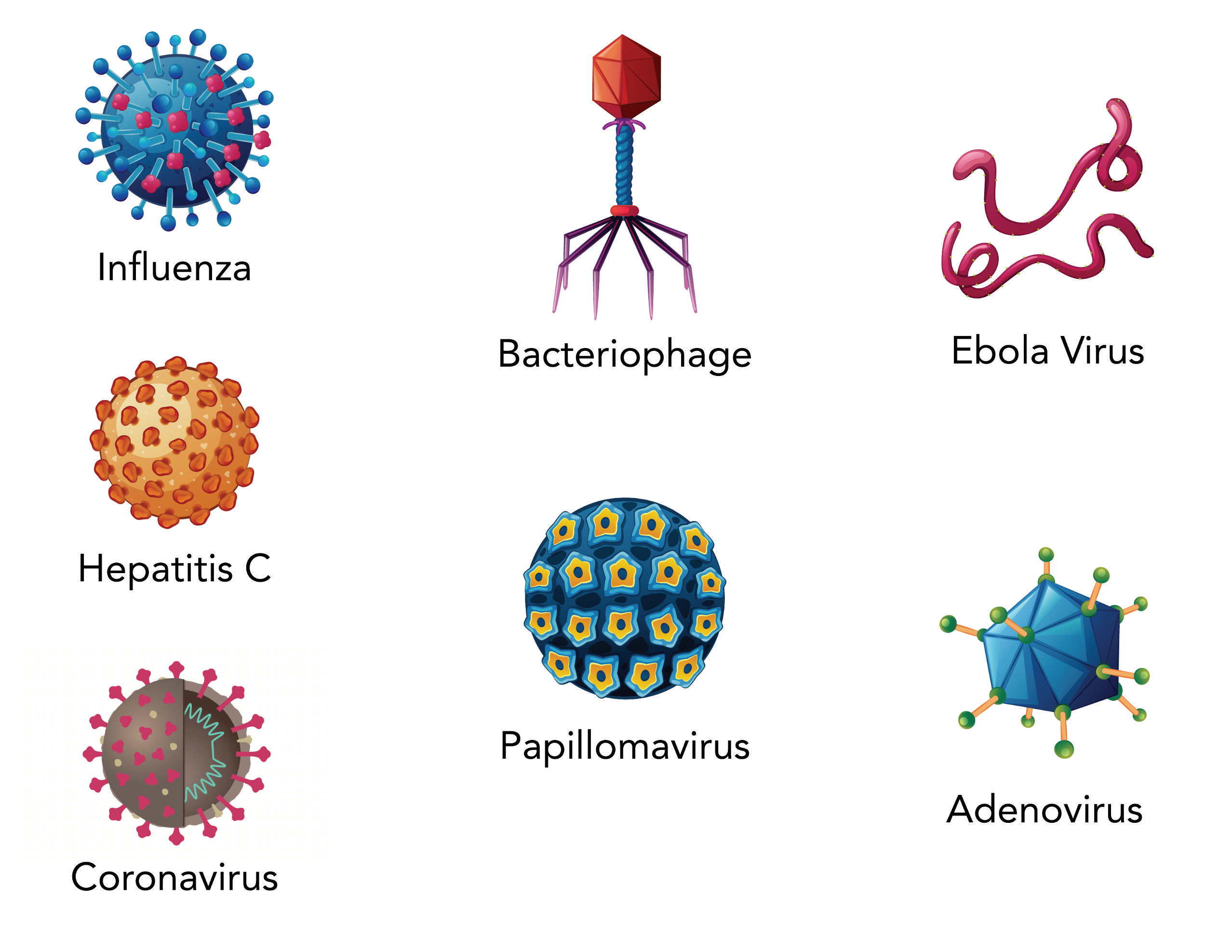 Drawings of various virus: Influenza, Bacteriophage, Ebola virus, Hepatitis C, Papillomavirus, Adenovirus, and Coronavirus