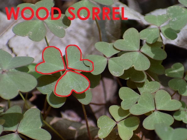 Photo of wood sorrel with its leaflets outlined in red