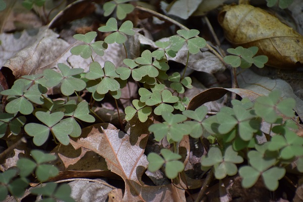 Photo of a low-growing plant with three leaflets: wood sorrel