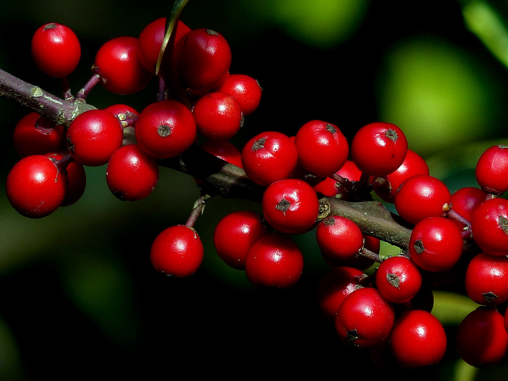 A fresh sprig of holly berries