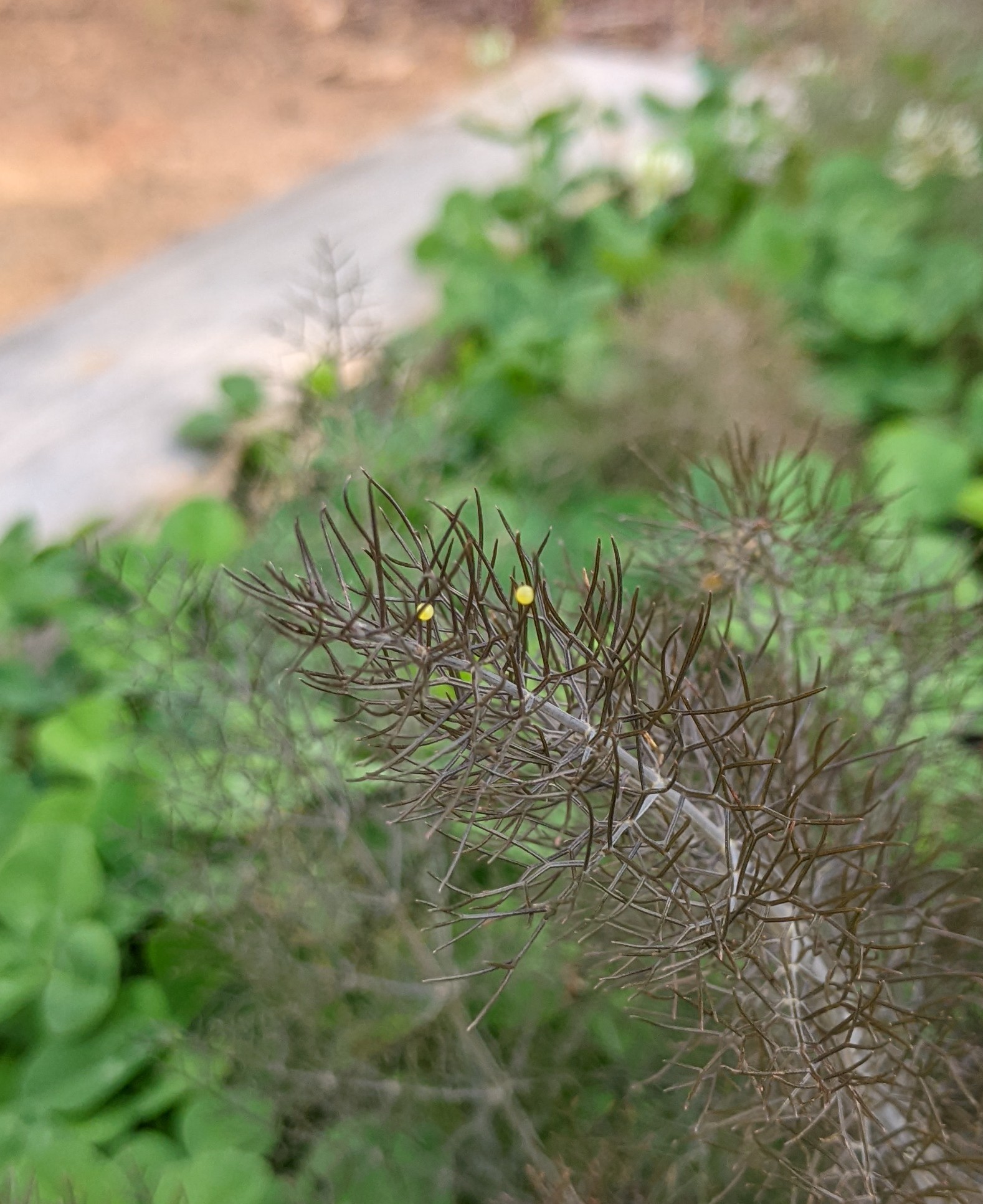 Two tiny green dots - Black Swallowtail butterfly eggs - on Bronze Fennel
