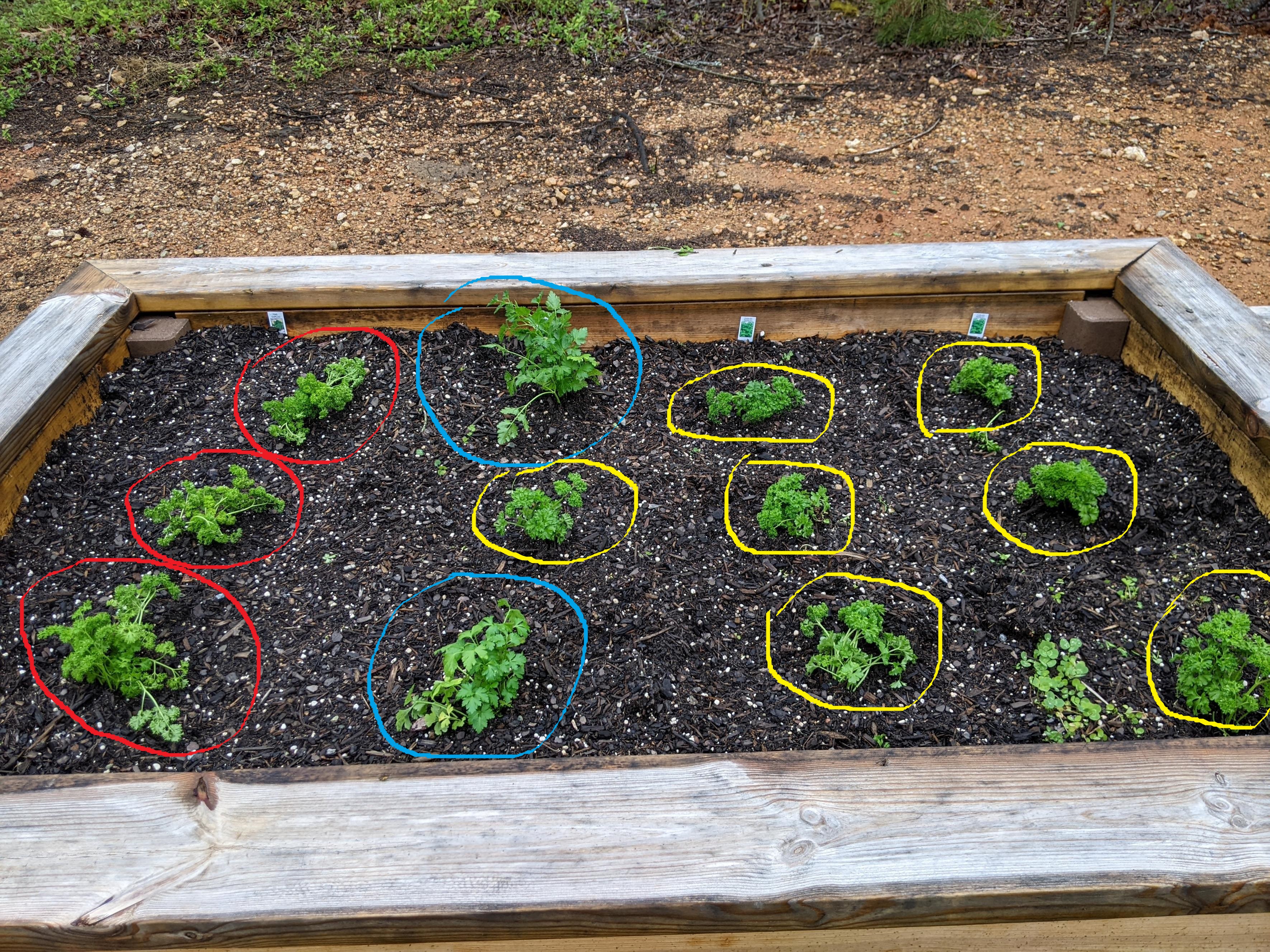 Middle section of raised garden bed, planted with various varieties of parsley