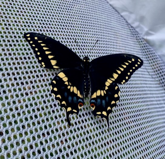 Adult male Black Swallowtail butterfly