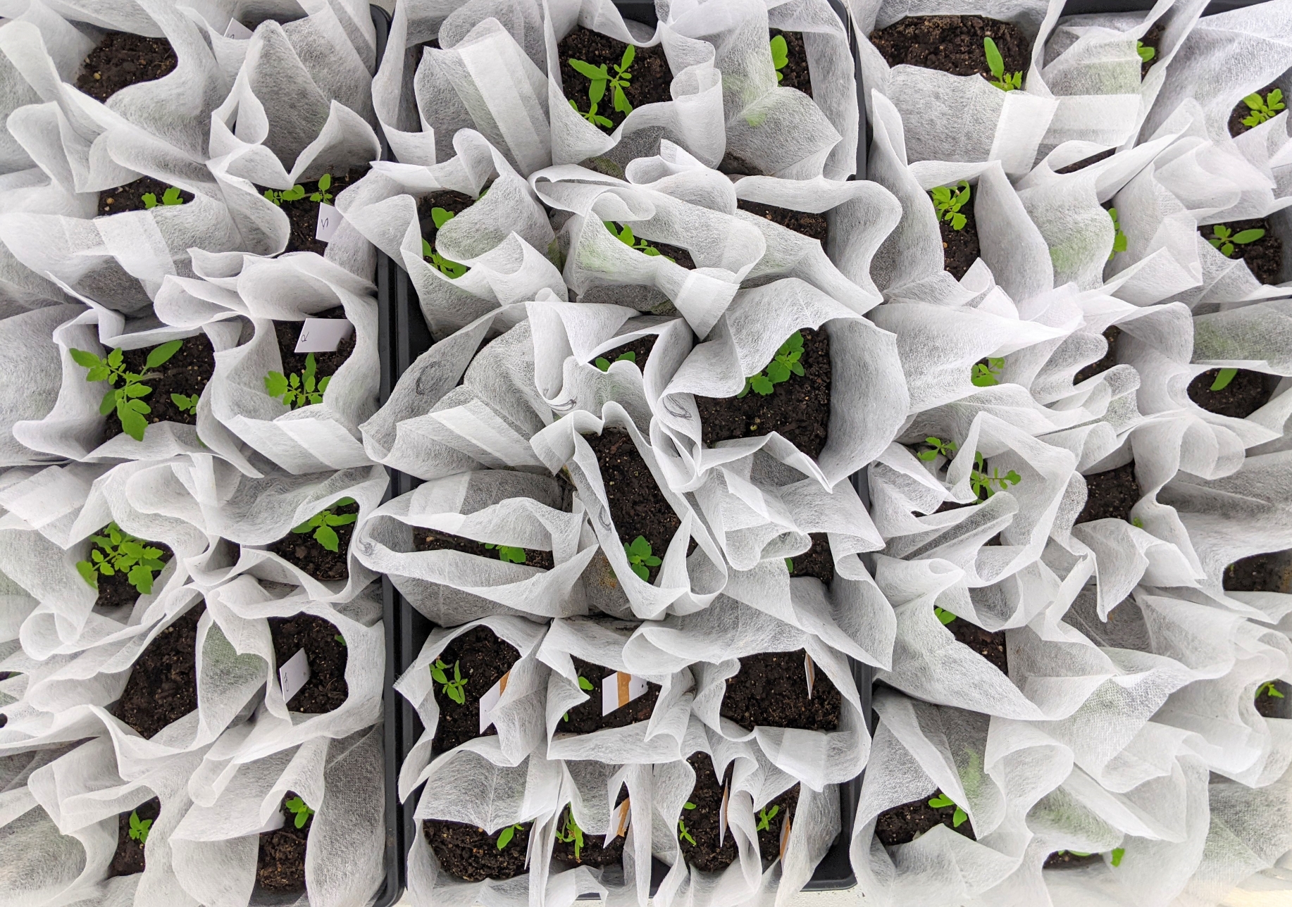 Tomato seedlings in `biodegradable white bags