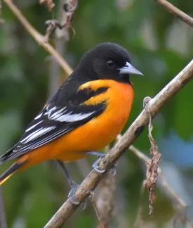 Photograph by Christian Feldt.  Image of a Baltimore Oriole, a small North American songbird sitting on branches.  The bird has a bright orange breast, black feathers on its head and black and white feather on its back.  