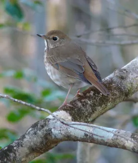 Photograph by Christian Feldt.  Image of a Hermit Thrush, a small North American songbird sitting on a branch.  The bird appearssomewhat camouflaged because of its brown and grey feathered back.  It does have a white breast with brown flecks.  