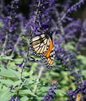 Image of a Monarch Butterfly on a purple plant.